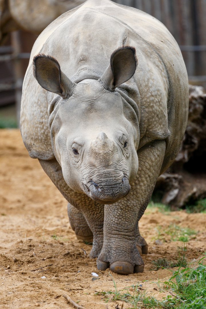Greater One-horned Rhino  / Whipsnade / 17-9-21