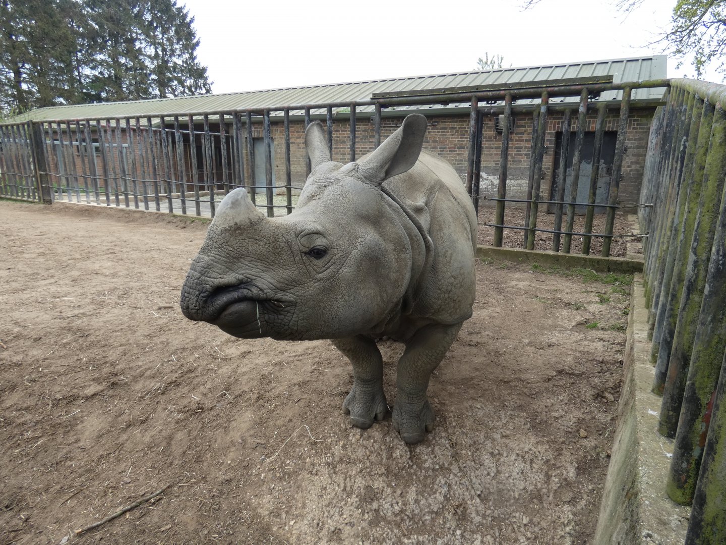 Greater one-horned rhino 'Zhiwa'