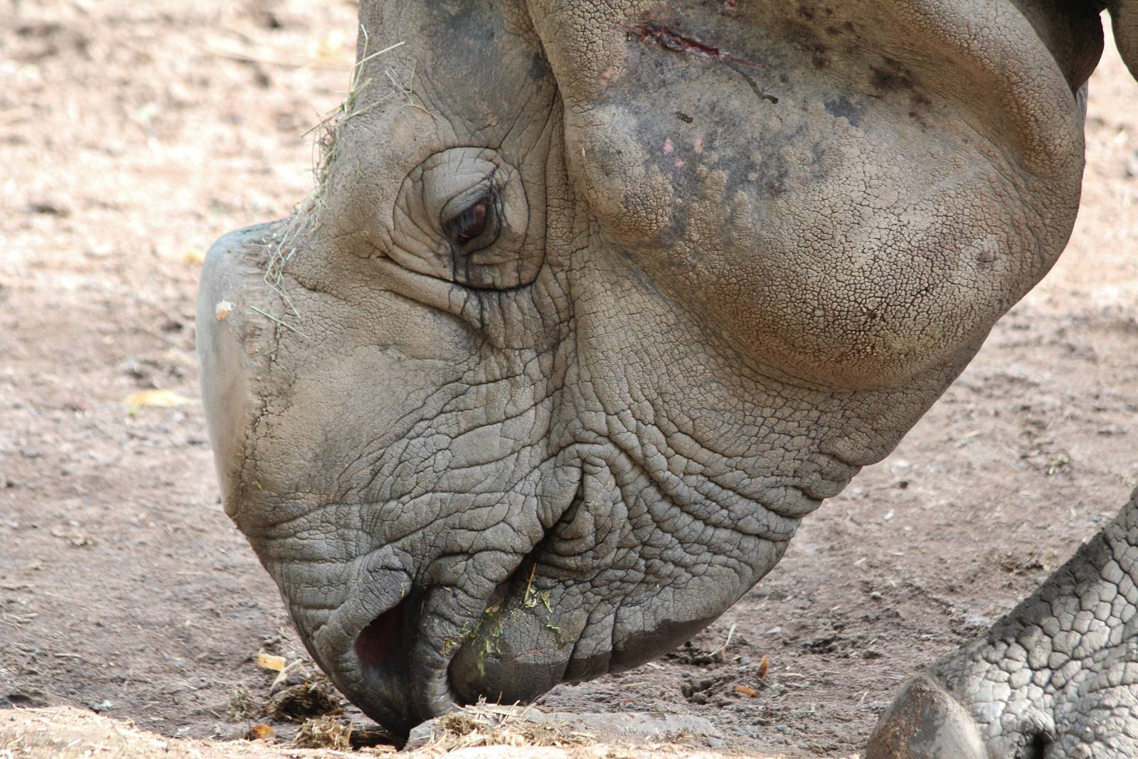 Greater one horned Rhino