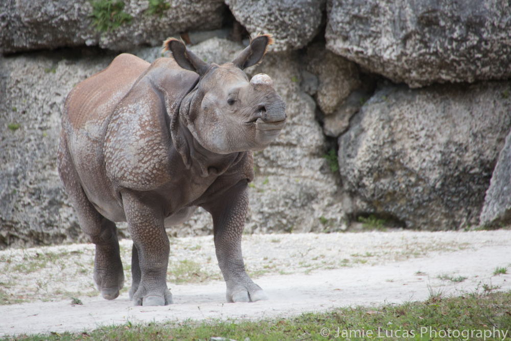 Greater One Horned Rhino