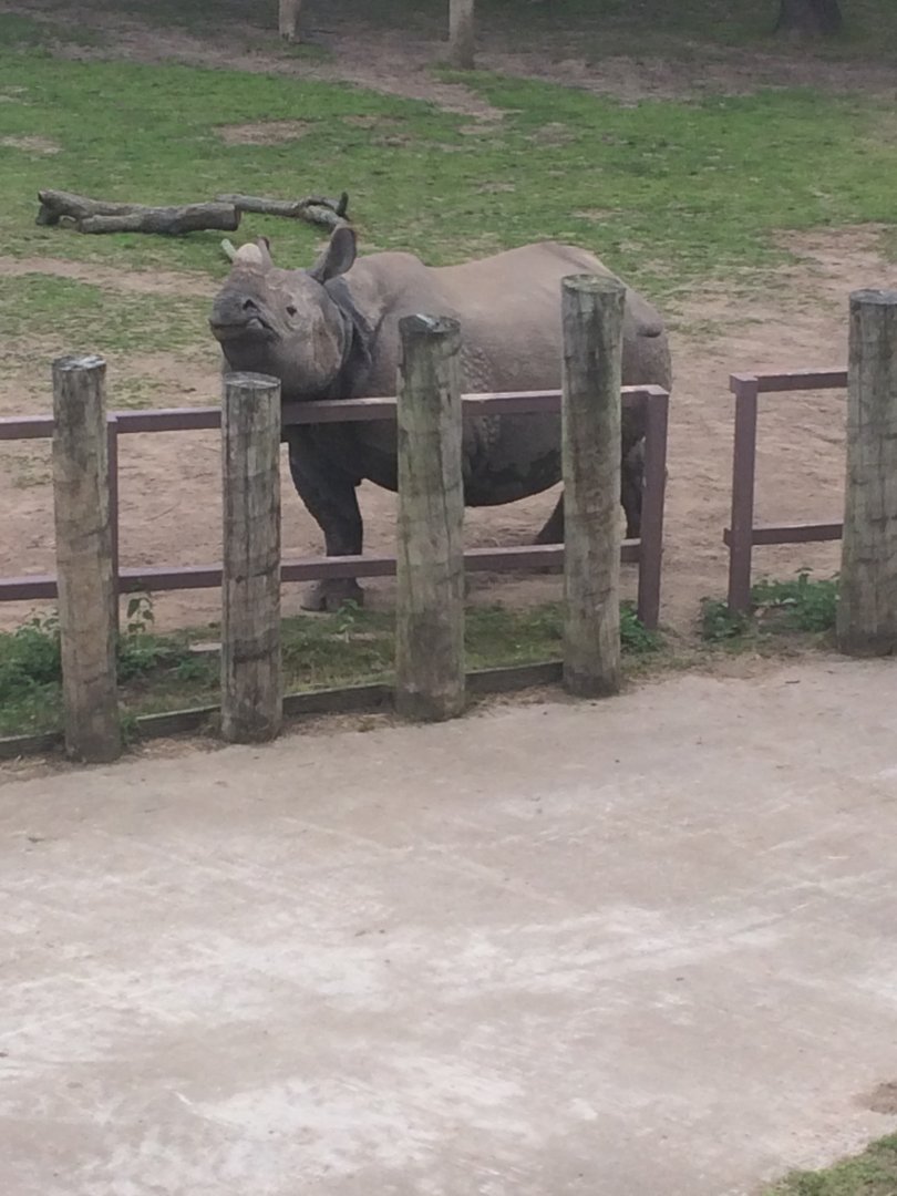 Greater one horned rhino