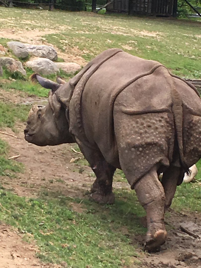 Greater One-Horned Rhino