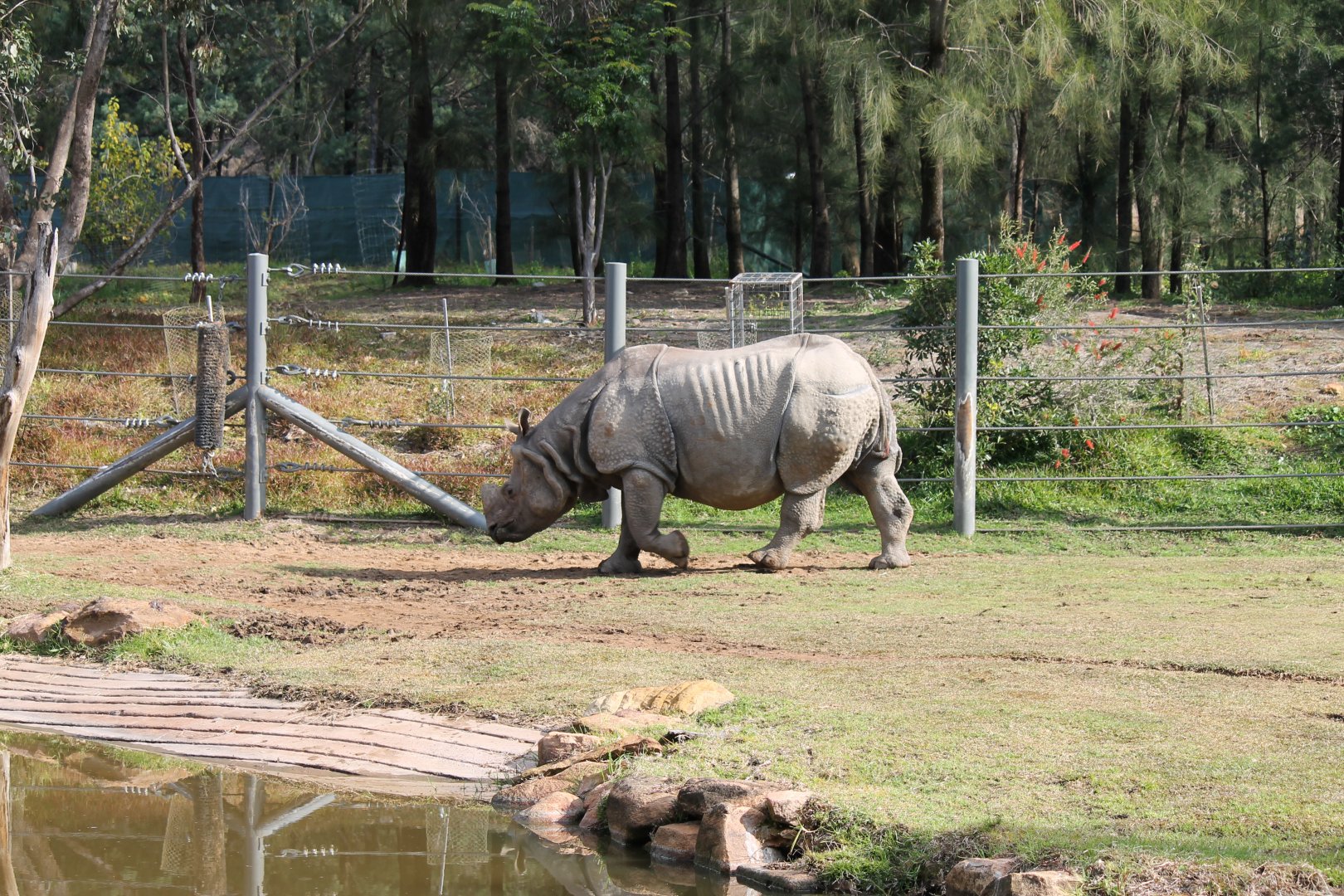 Greater One-horned Rhino