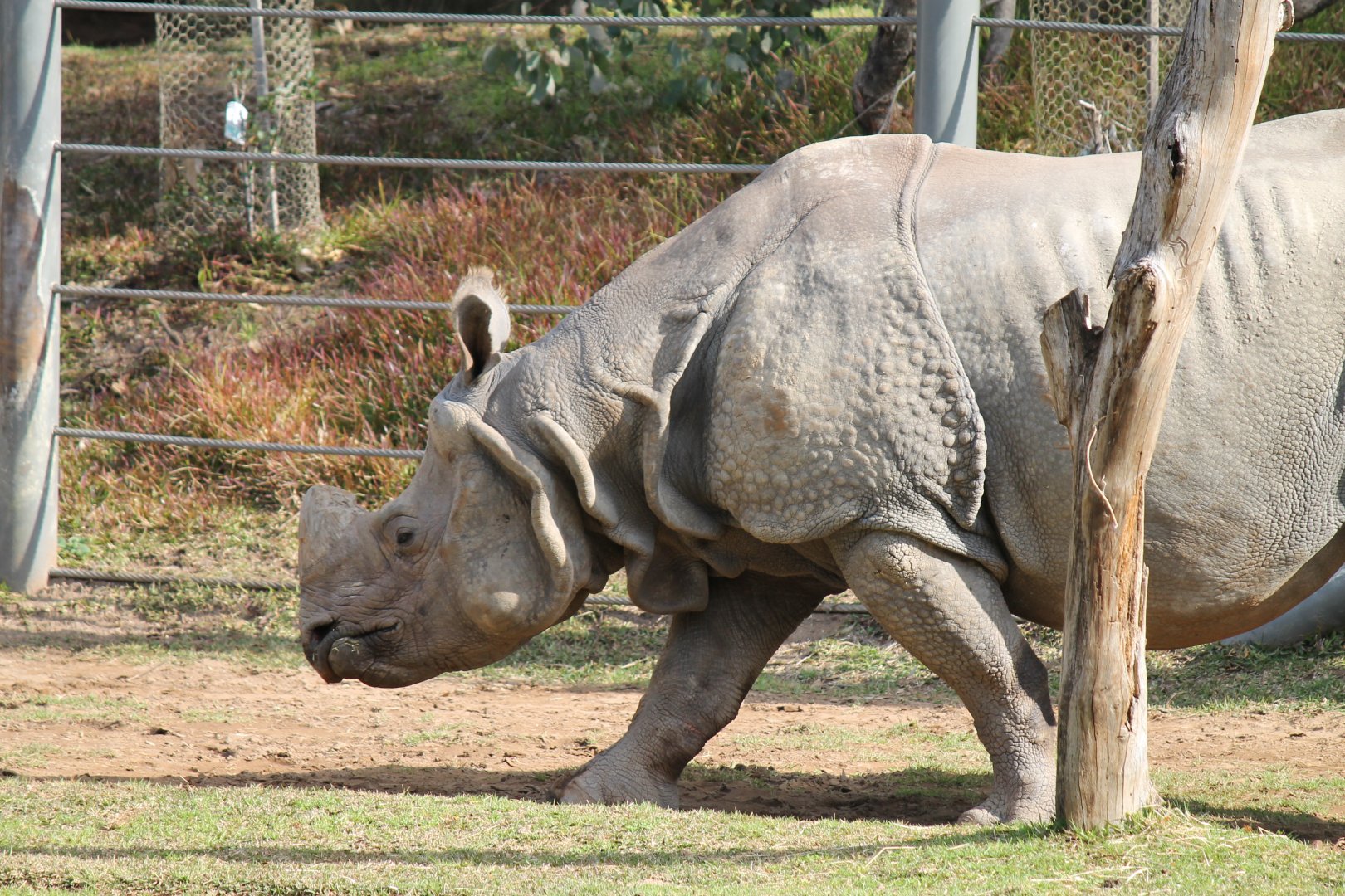 Greater One-horned Rhino