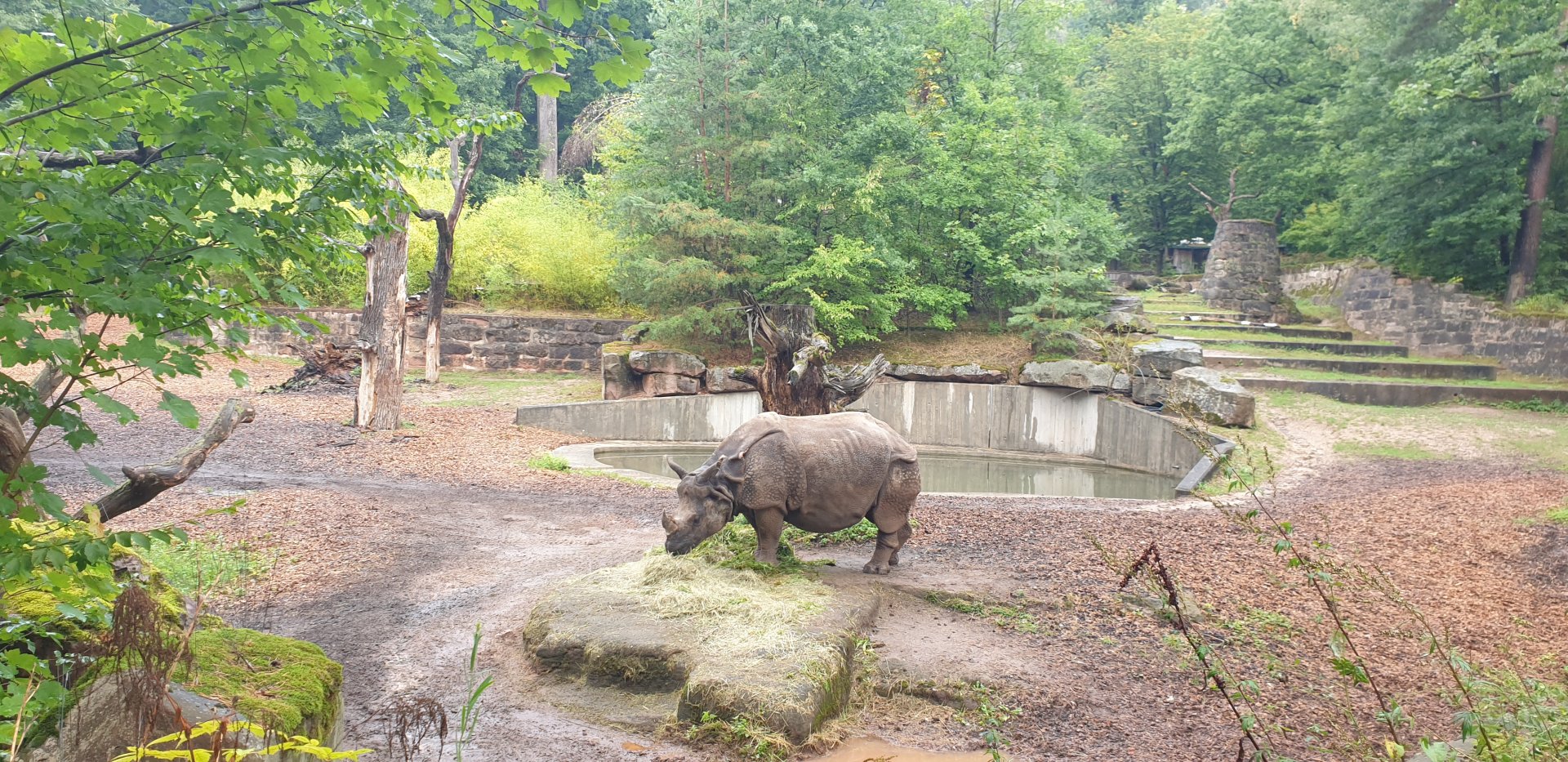 Greater One-horned Rhino