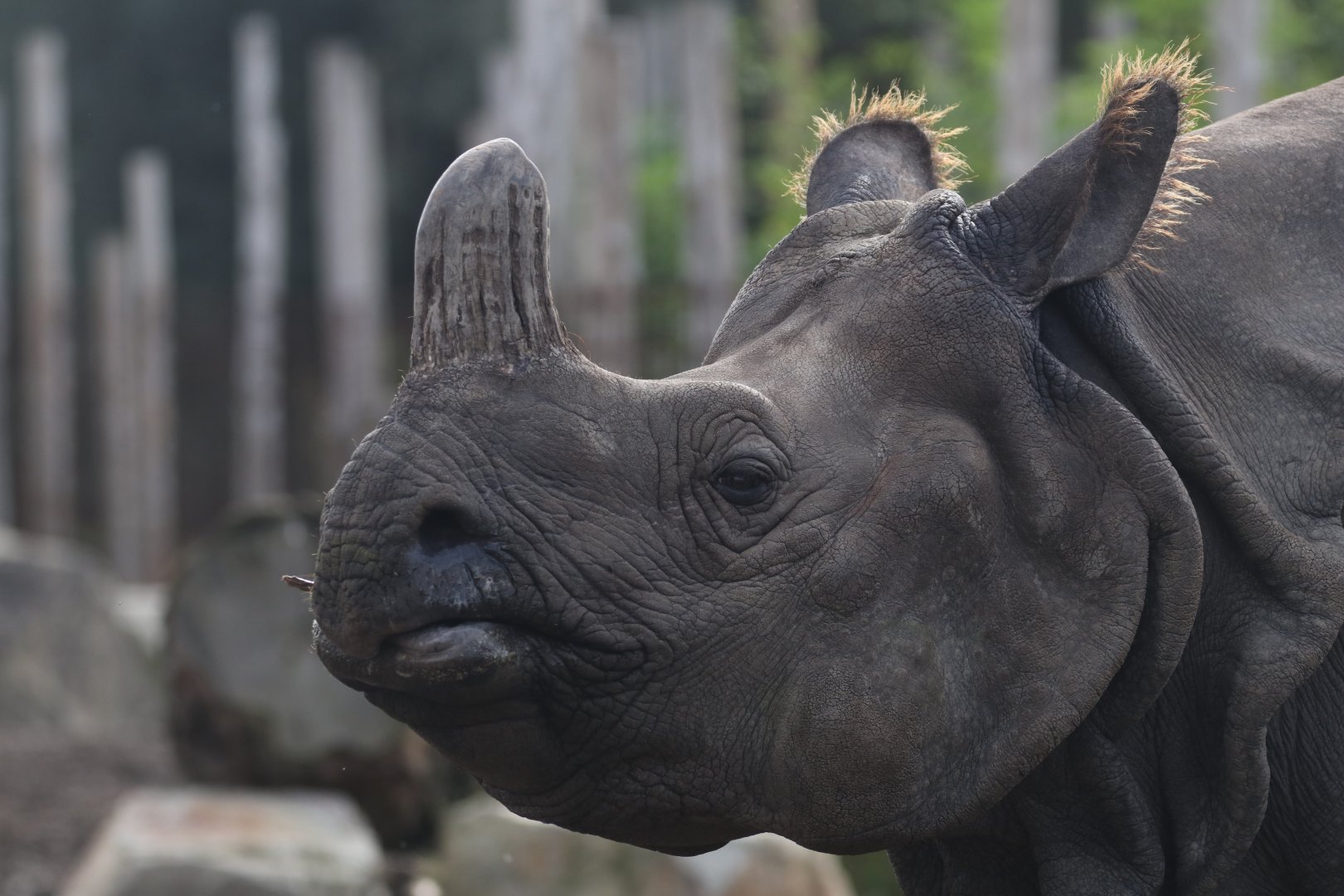 Greater One-horned Rhino