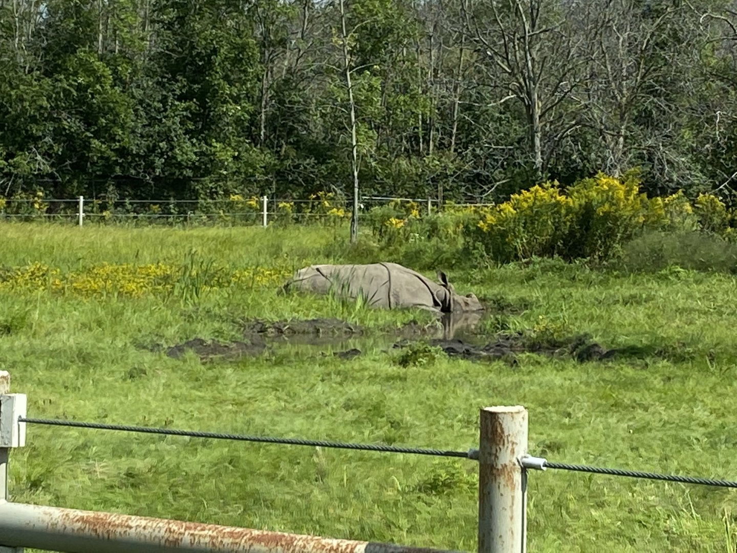 Greater One-Horned Rhino