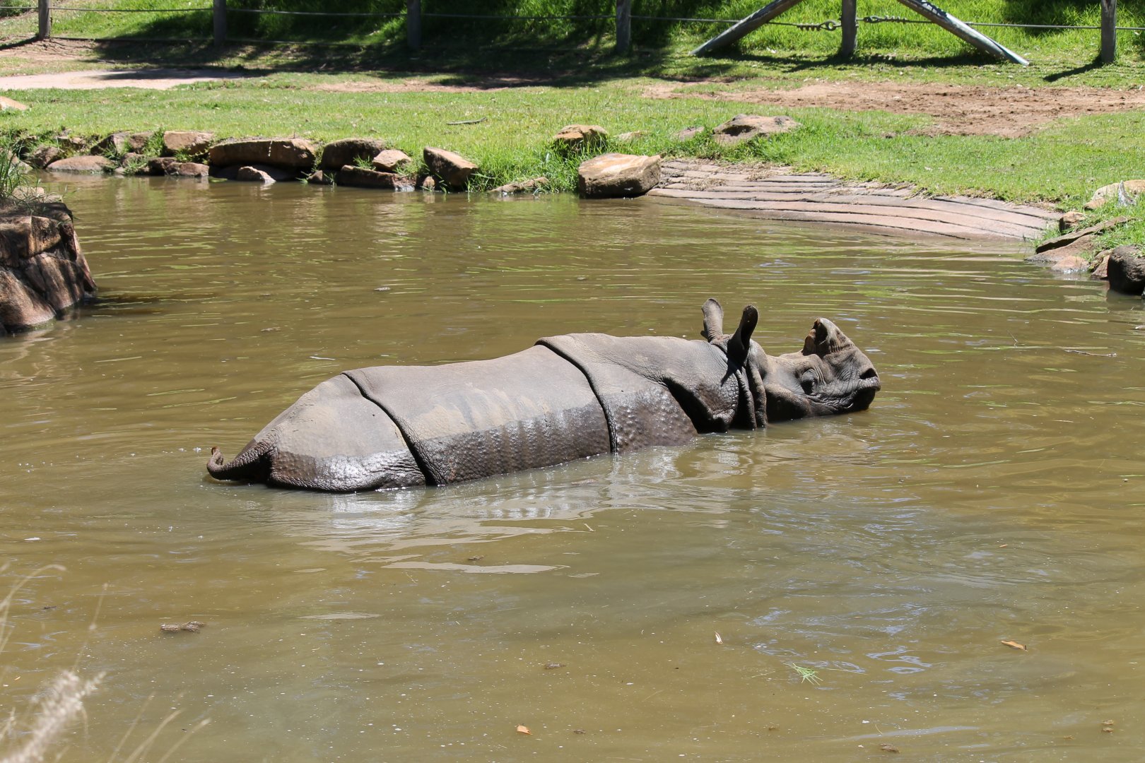 Greater One-horned Rhino