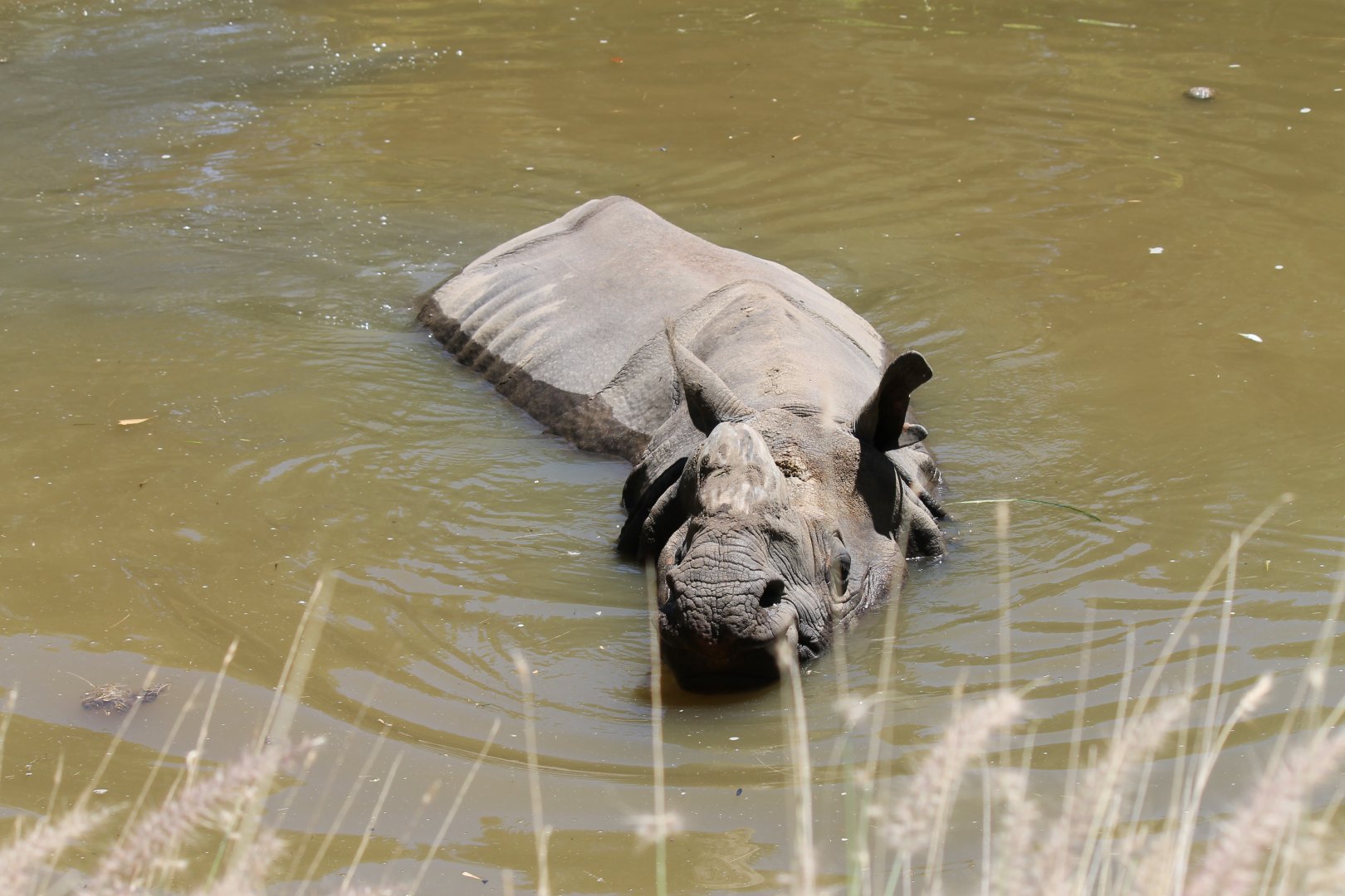 Greater One-horned Rhino