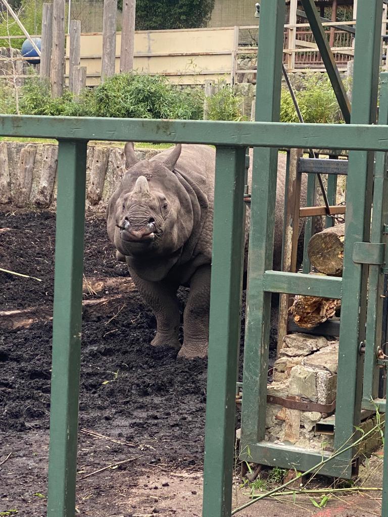 Greater one horned rhino