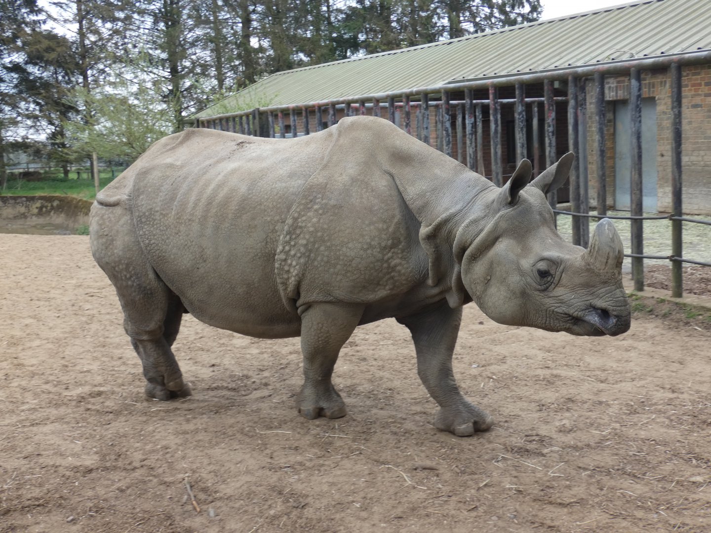 Greater one-horned rhino