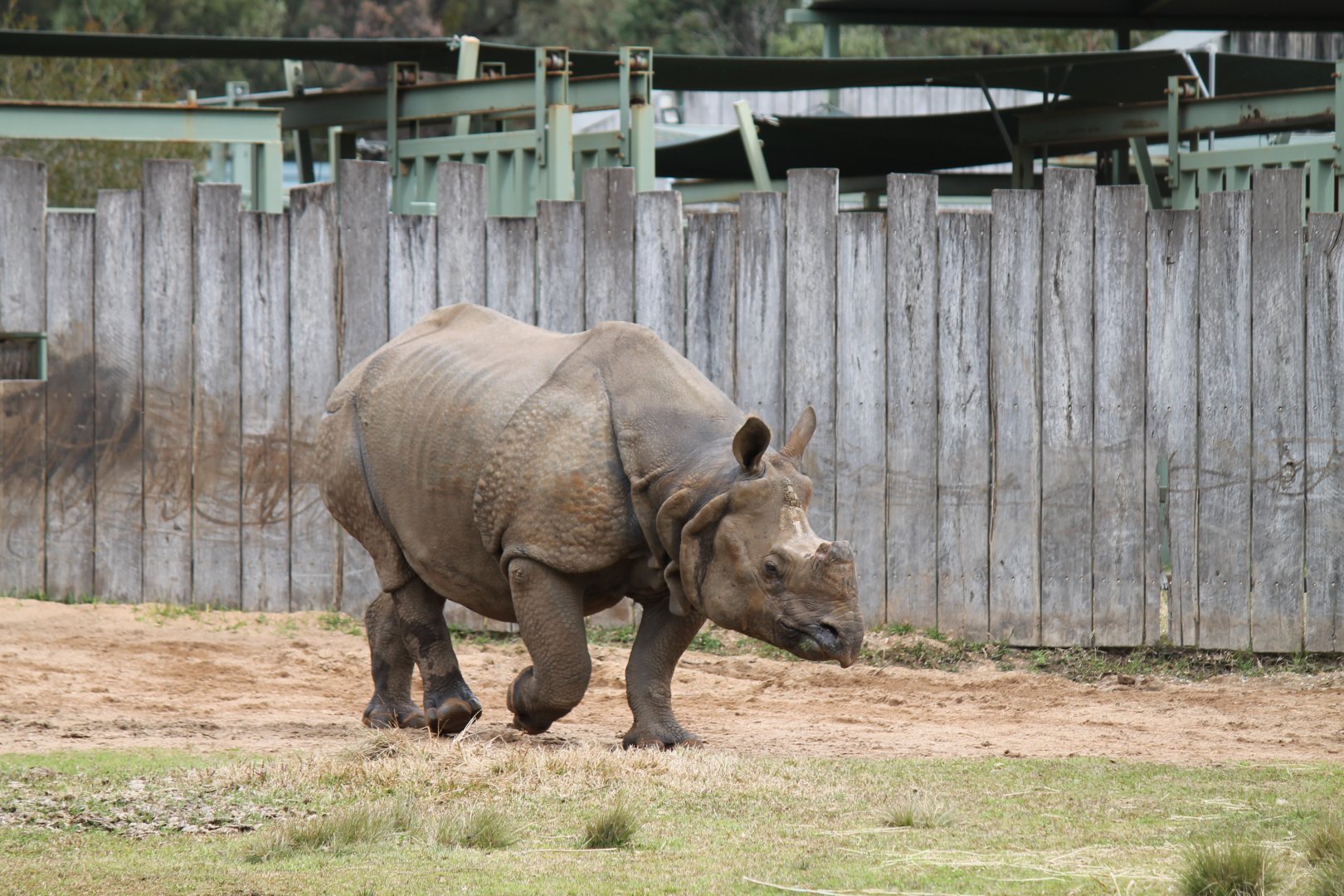 Greater One-horned Rhino