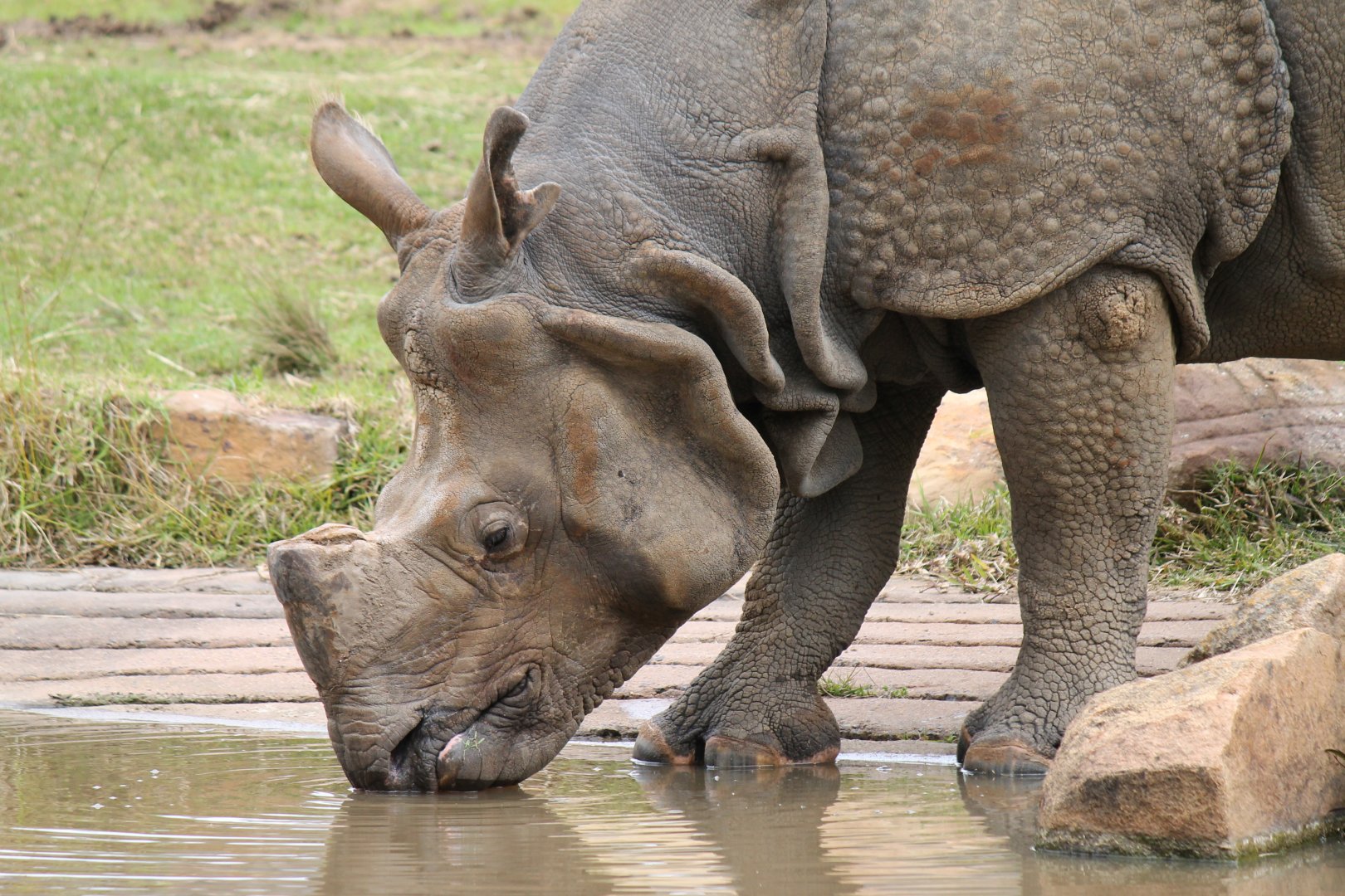 Greater One-horned Rhino
