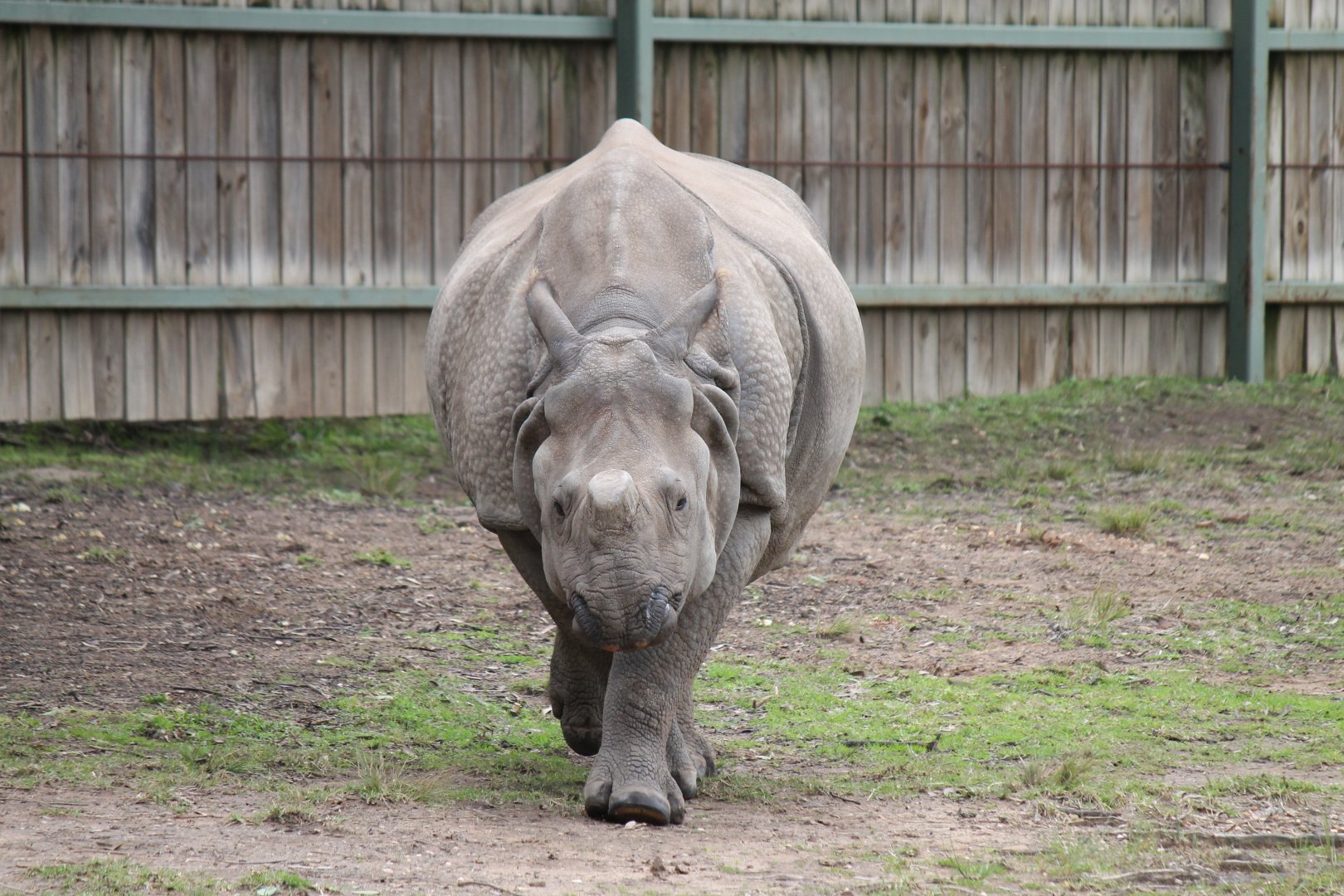 Greater One-horned Rhino