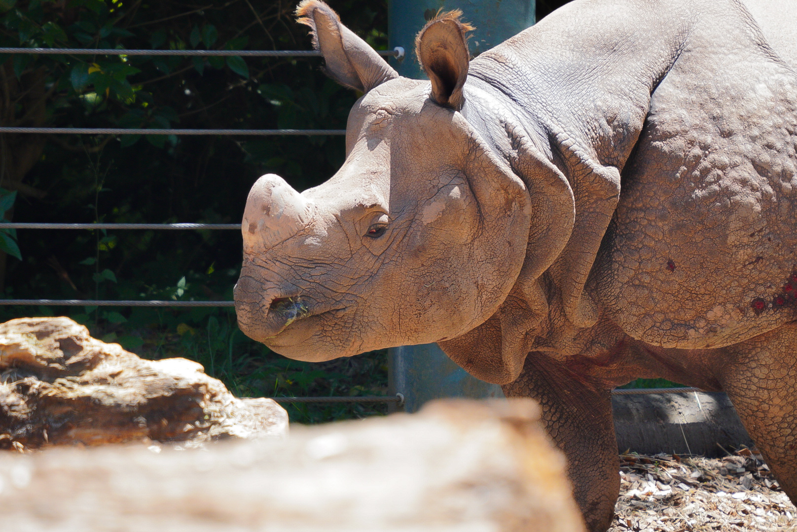 Greater One Horned Rhino
