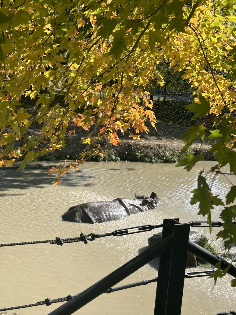 Greater one horned rhino