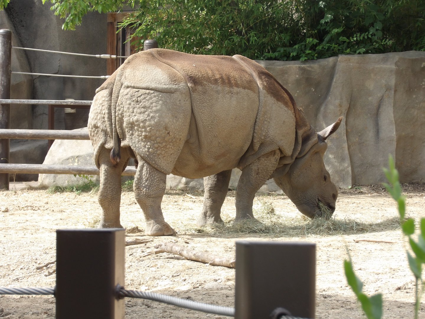 Greater One Horned Rhino