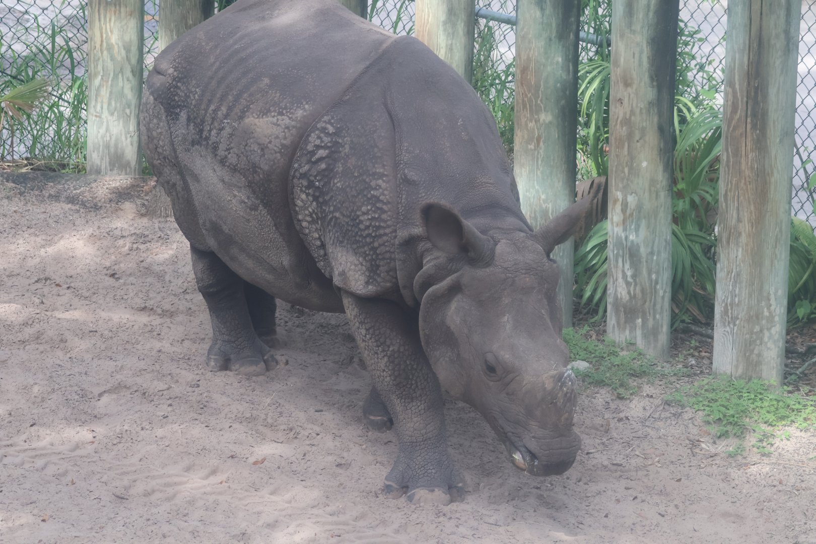 Greater one horned rhino