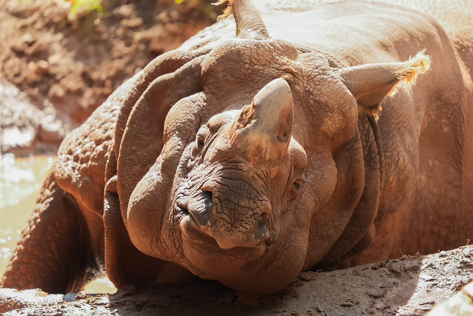 Greater One-horned Rhino