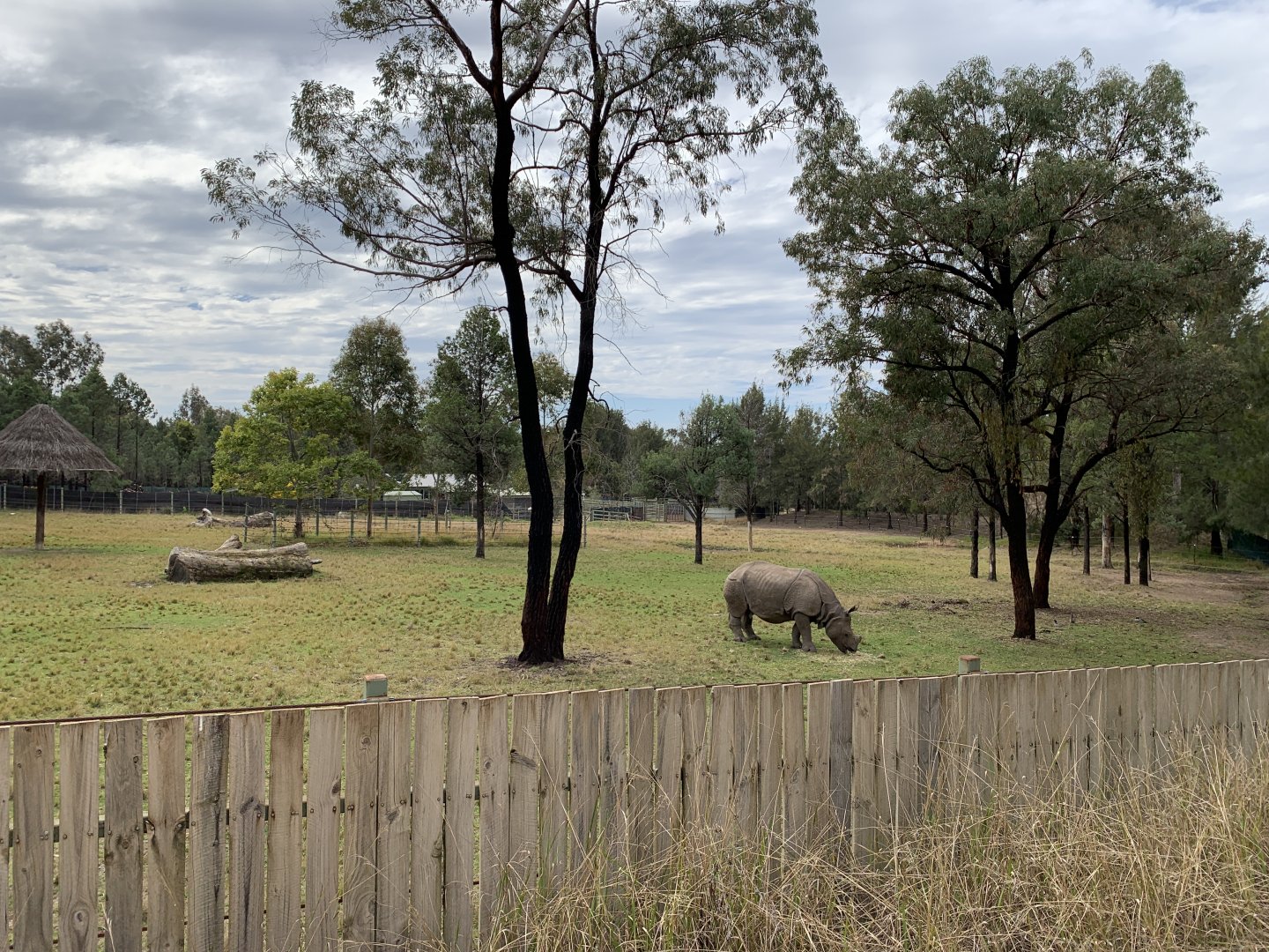 Greater One-horned Rhino