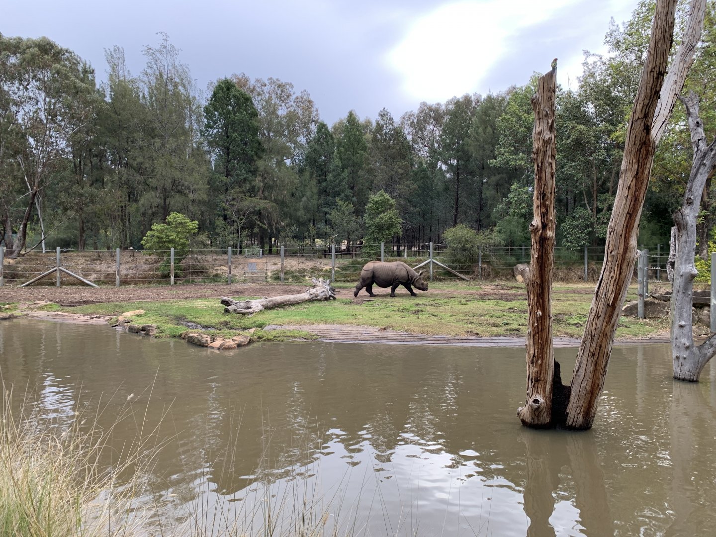 Greater One-horned Rhino