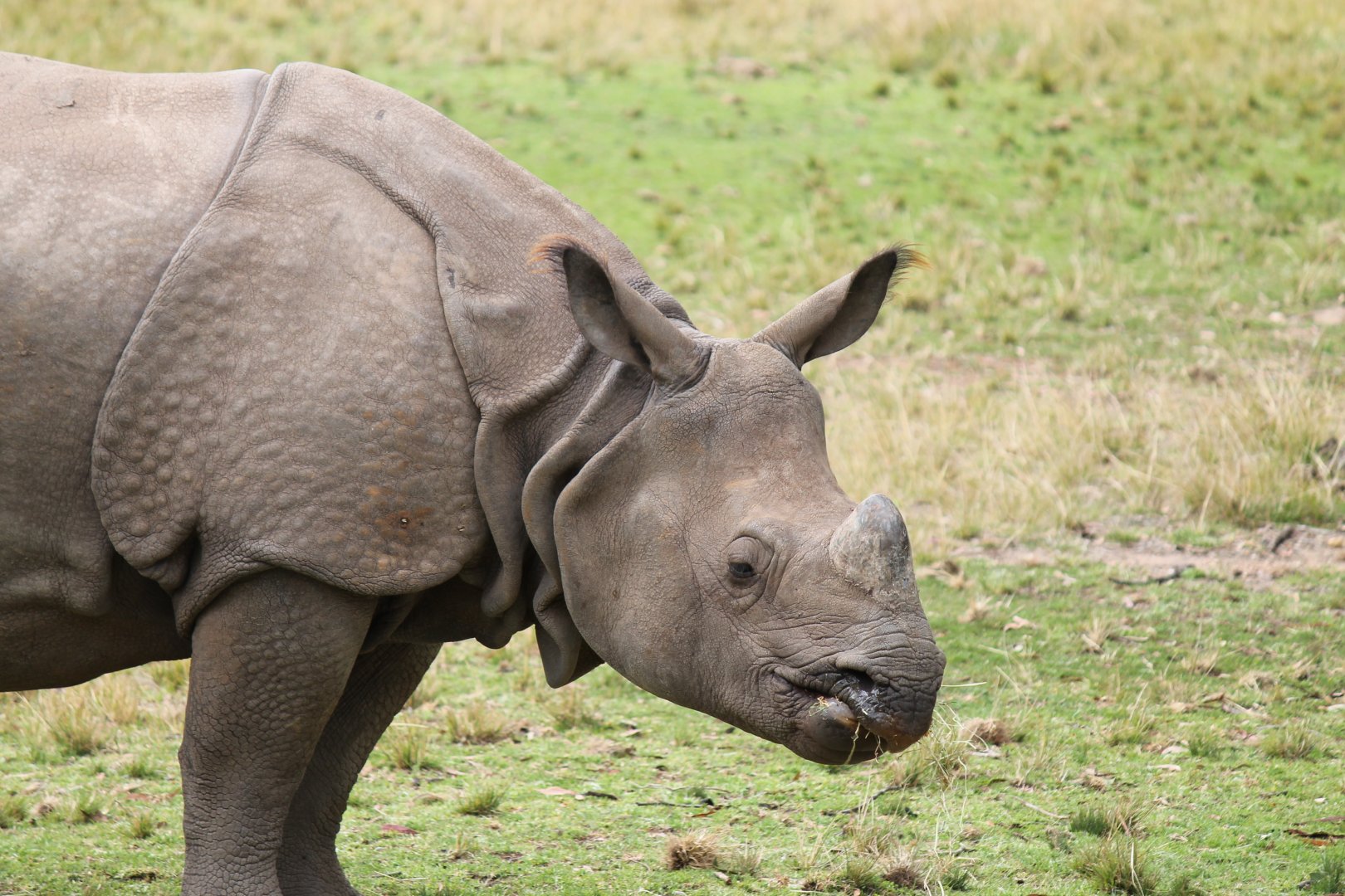 Greater One-horned Rhino