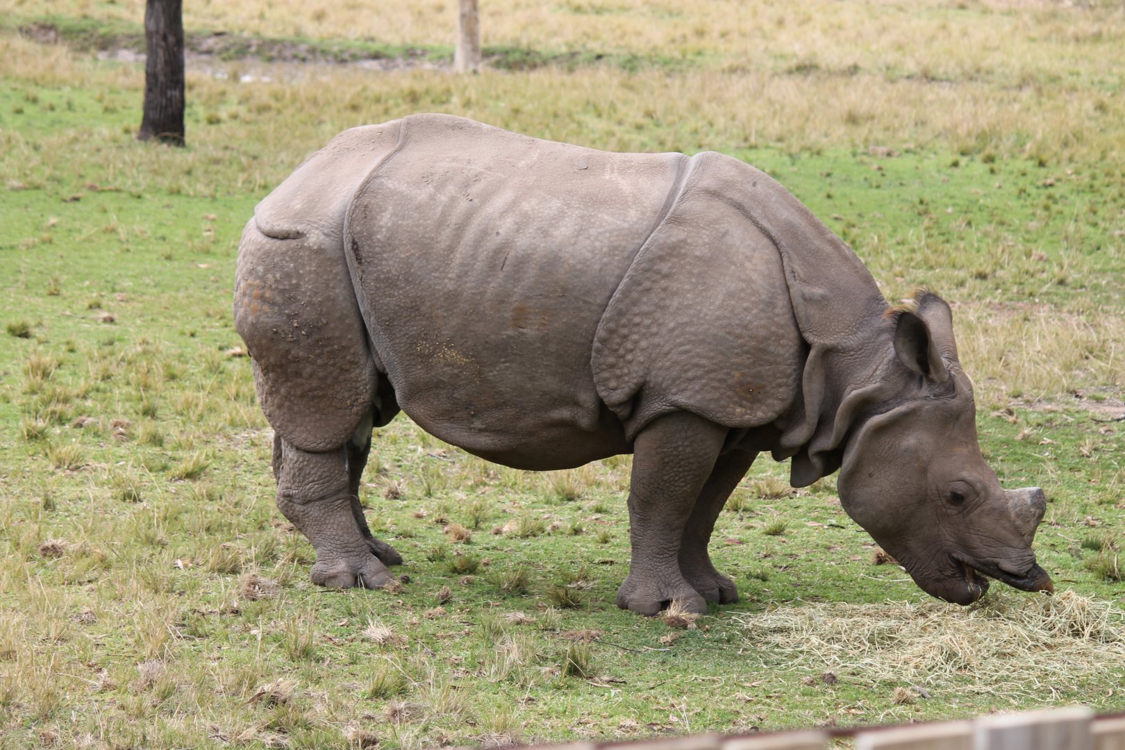 Greater One-horned Rhino