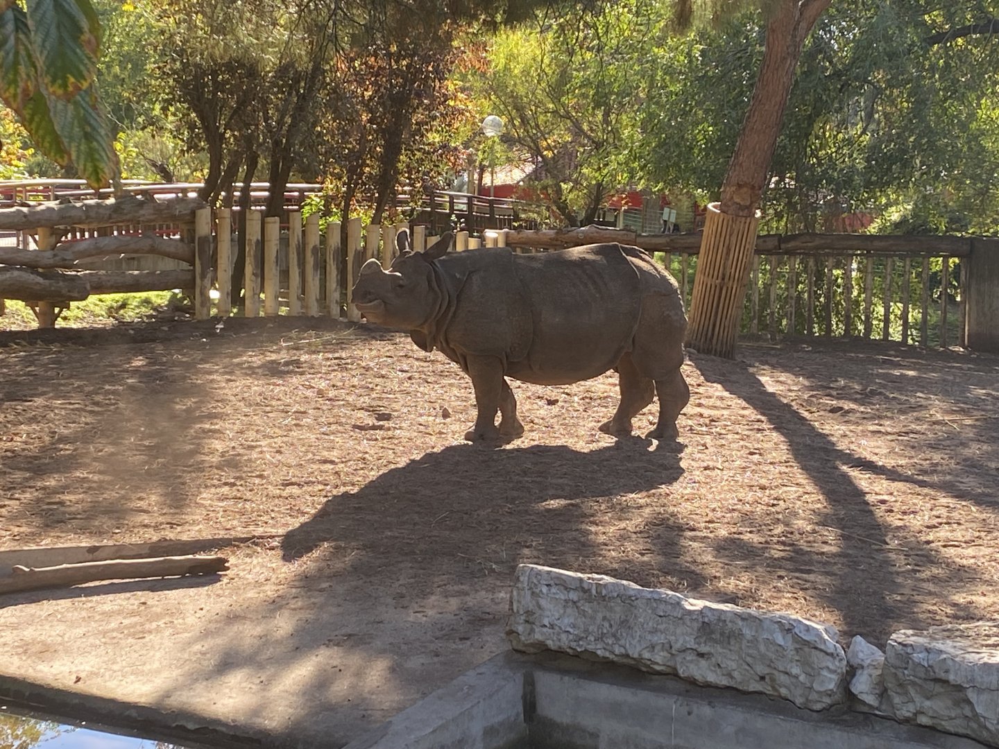 Greater one-horned rhino