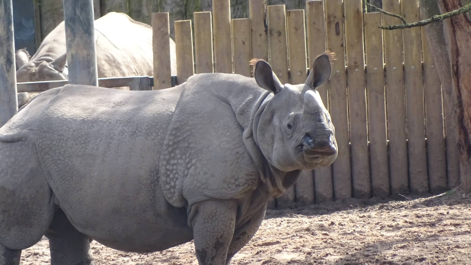 Greater One Horned Rhinoceros 02/02/16