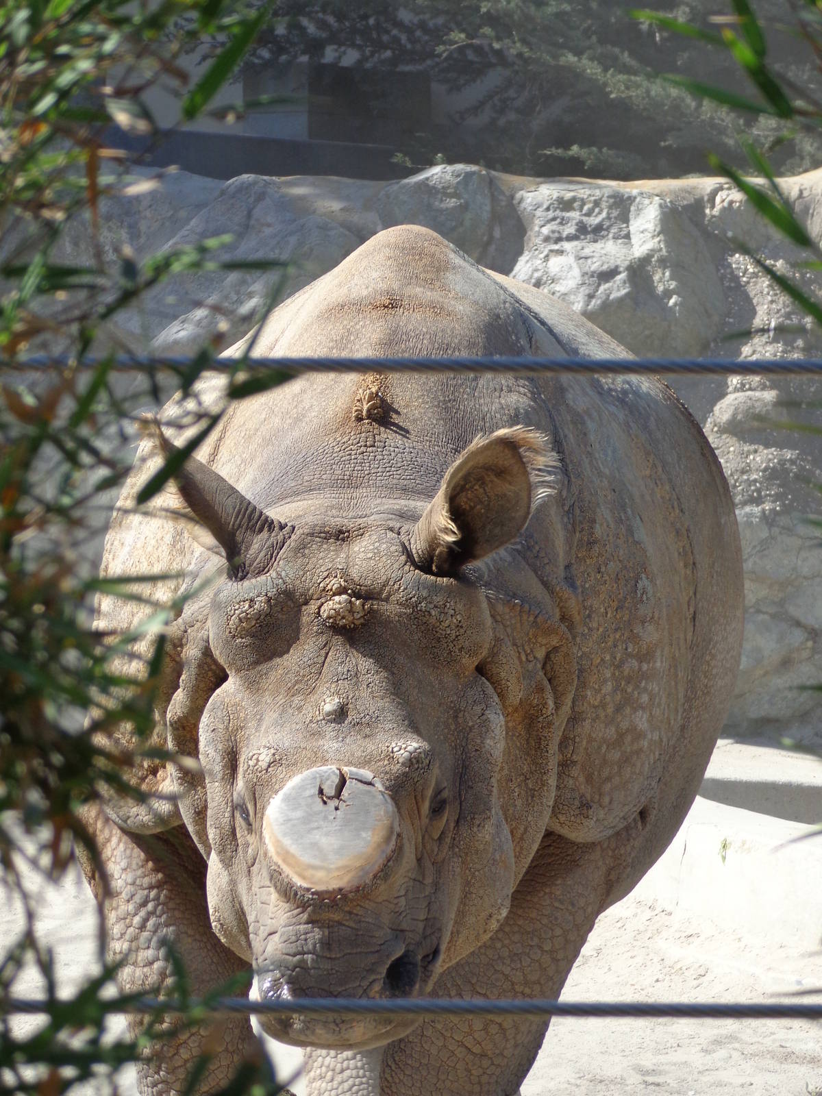 Greater One-Horned Rhinoceros #1