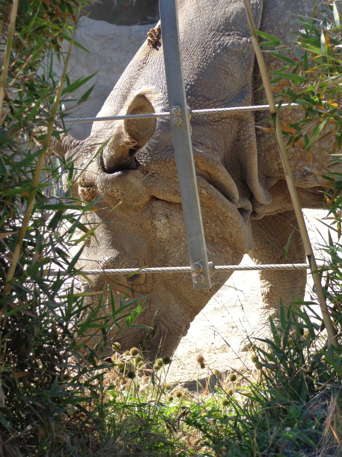 Greater One-Horned Rhinoceros #2