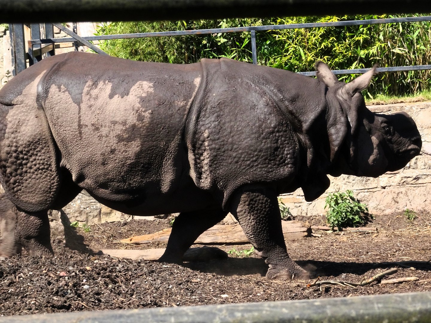 Greater one-horned rhinoceros     21 May 2025