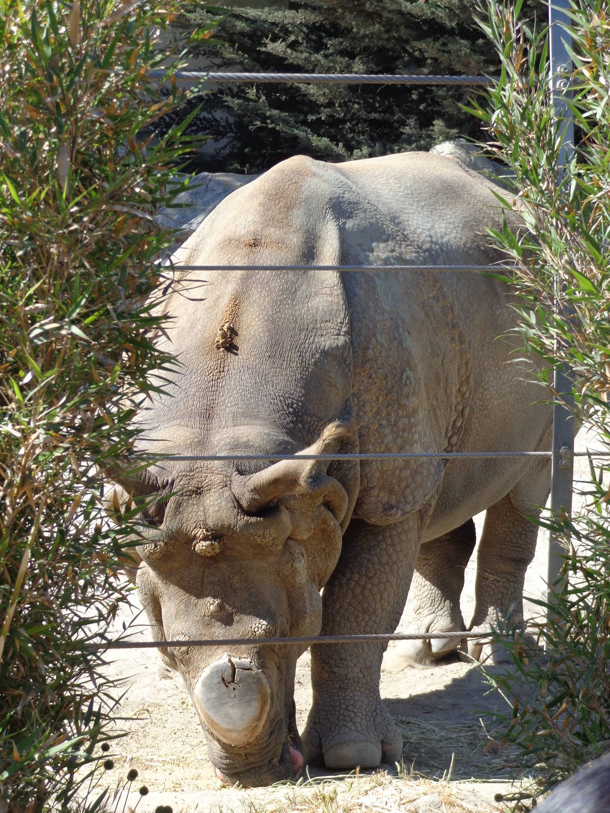 Greater One-Horned Rhinoceros #3