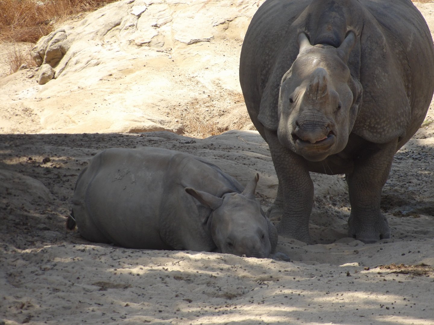 Greater One-Horned Rhinoceros and calf(Rhinoceros unicornis)