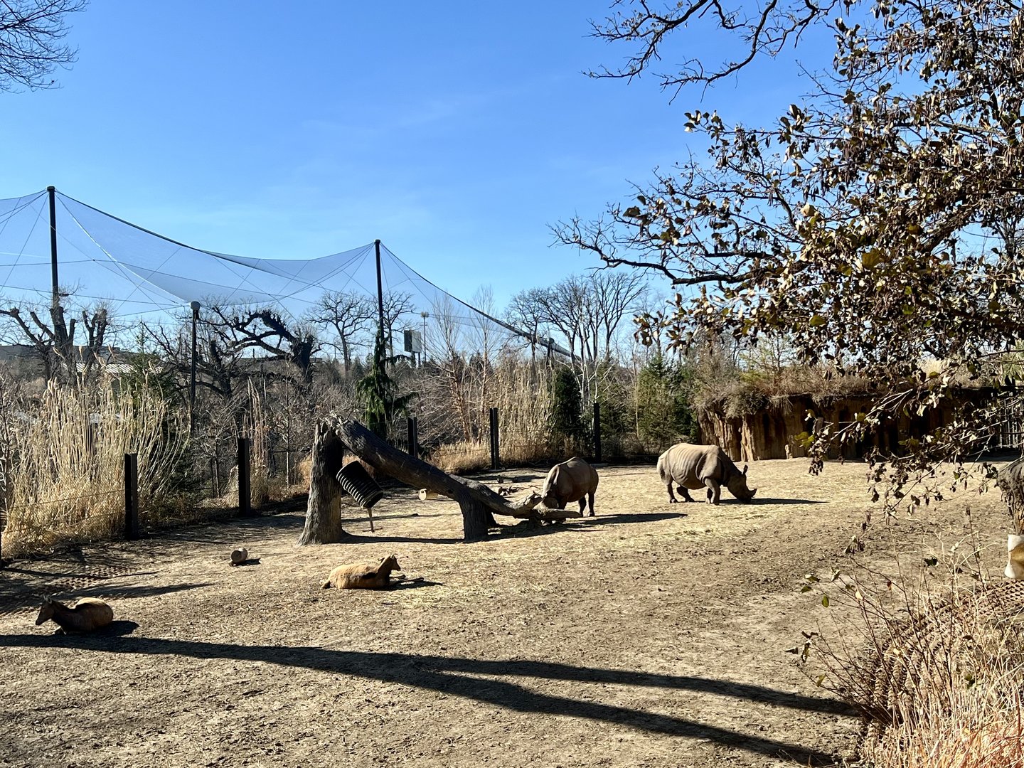 Greater One-horned Rhinoceros and Pere David’s Deer Exhibit
