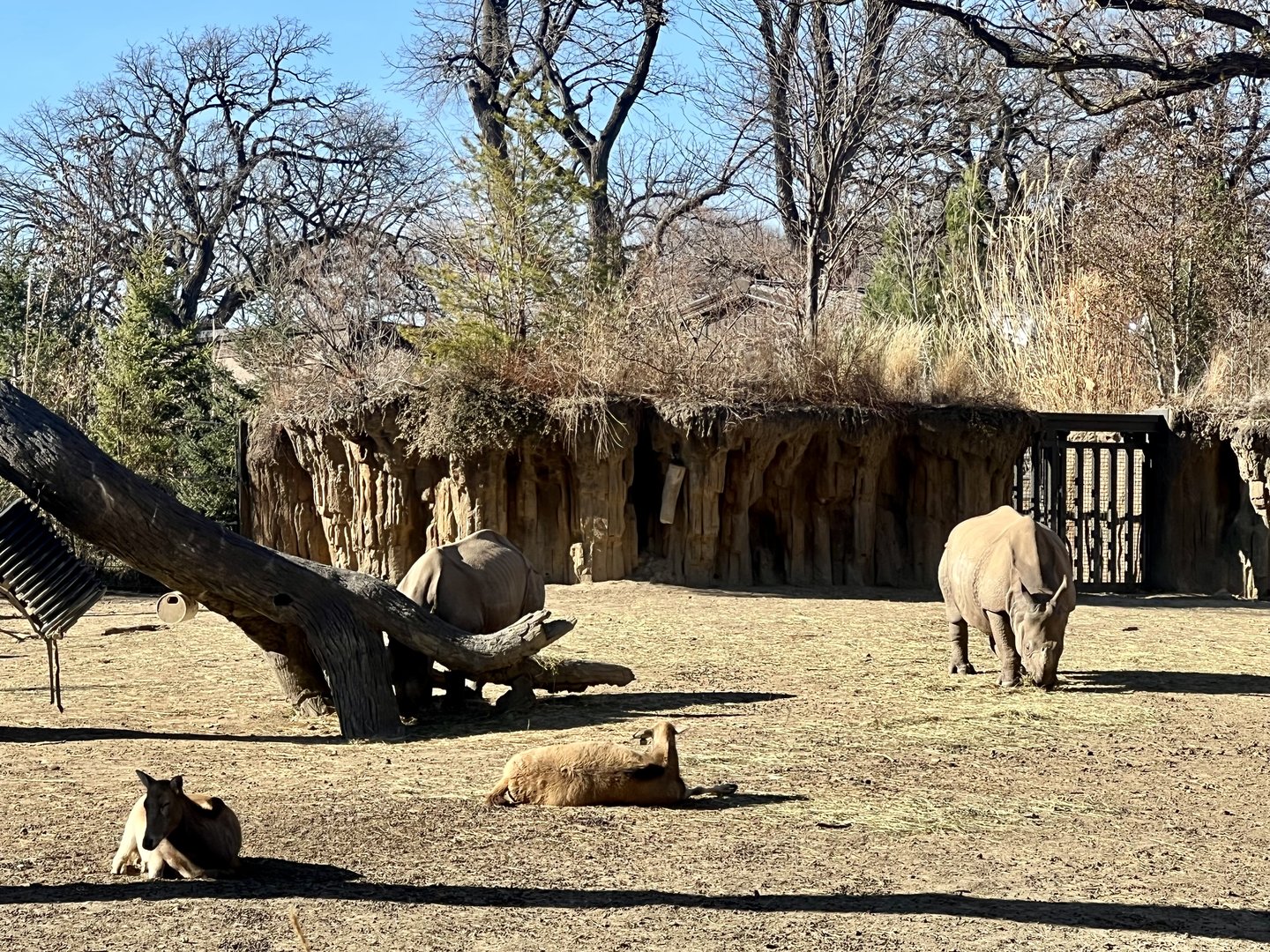 Greater One-Horned Rhinoceros and Pere David’s Deer Exhibit