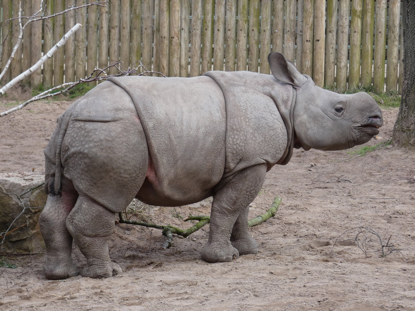 Greater one-horned rhinoceros calf