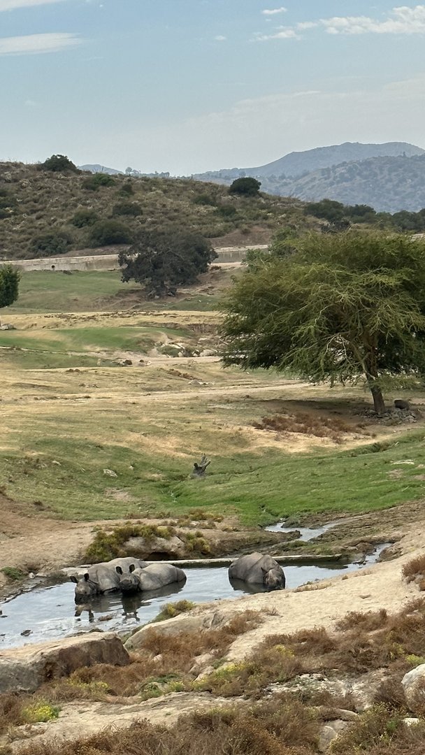 Greater One-horned Rhinoceros Crash