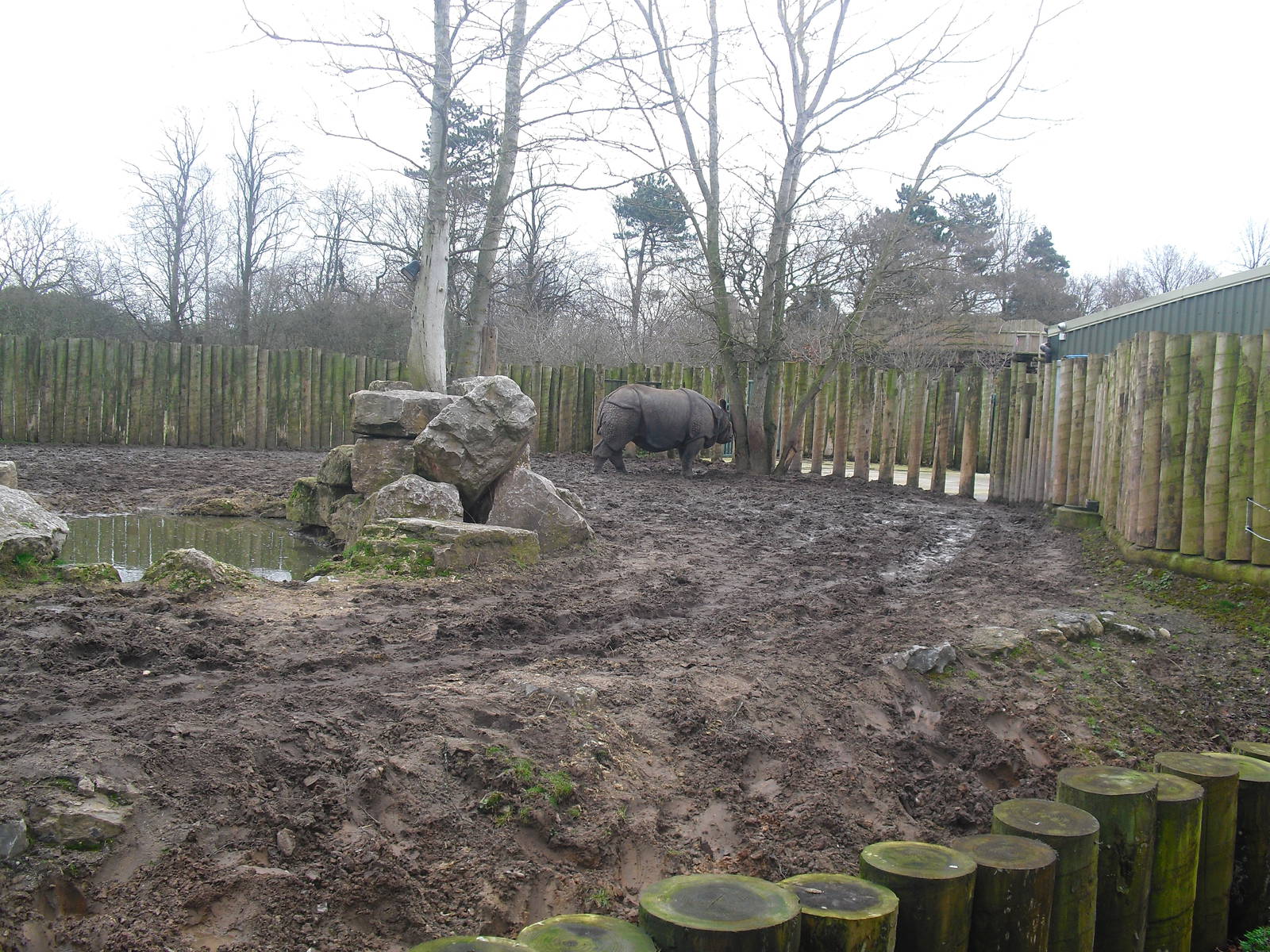 Greater One-horned Rhinoceros Enclosure - 16/02/2011
