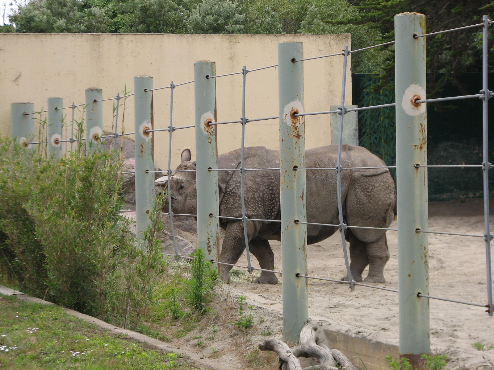 Greater One-horned Rhinoceros Exhibit