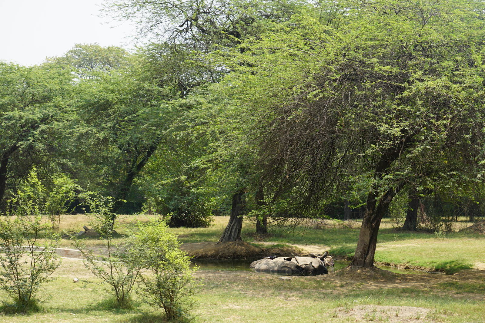 Greater One-Horned Rhinoceros Exhibit