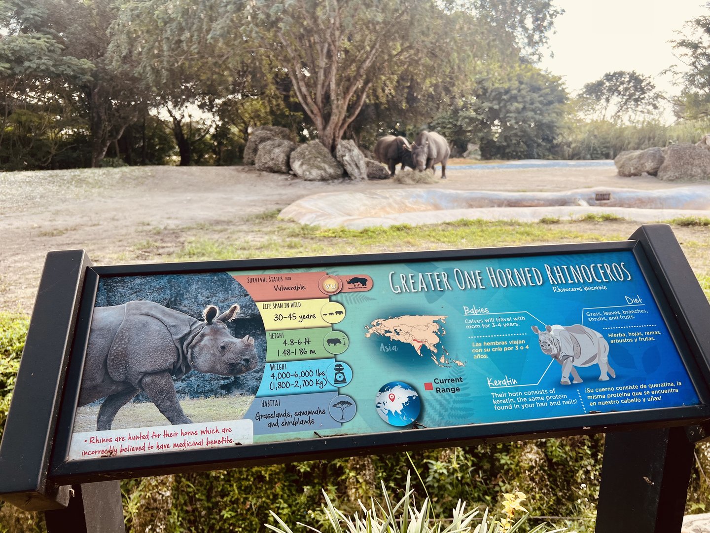Greater One-horned Rhinoceros Exhibit