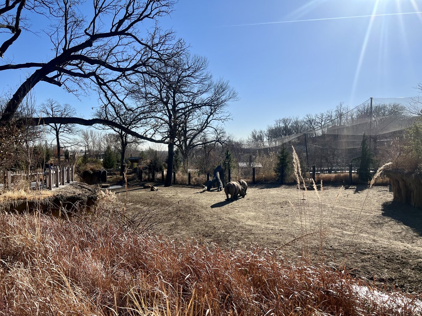 Greater One-horned Rhinoceros Exhibit