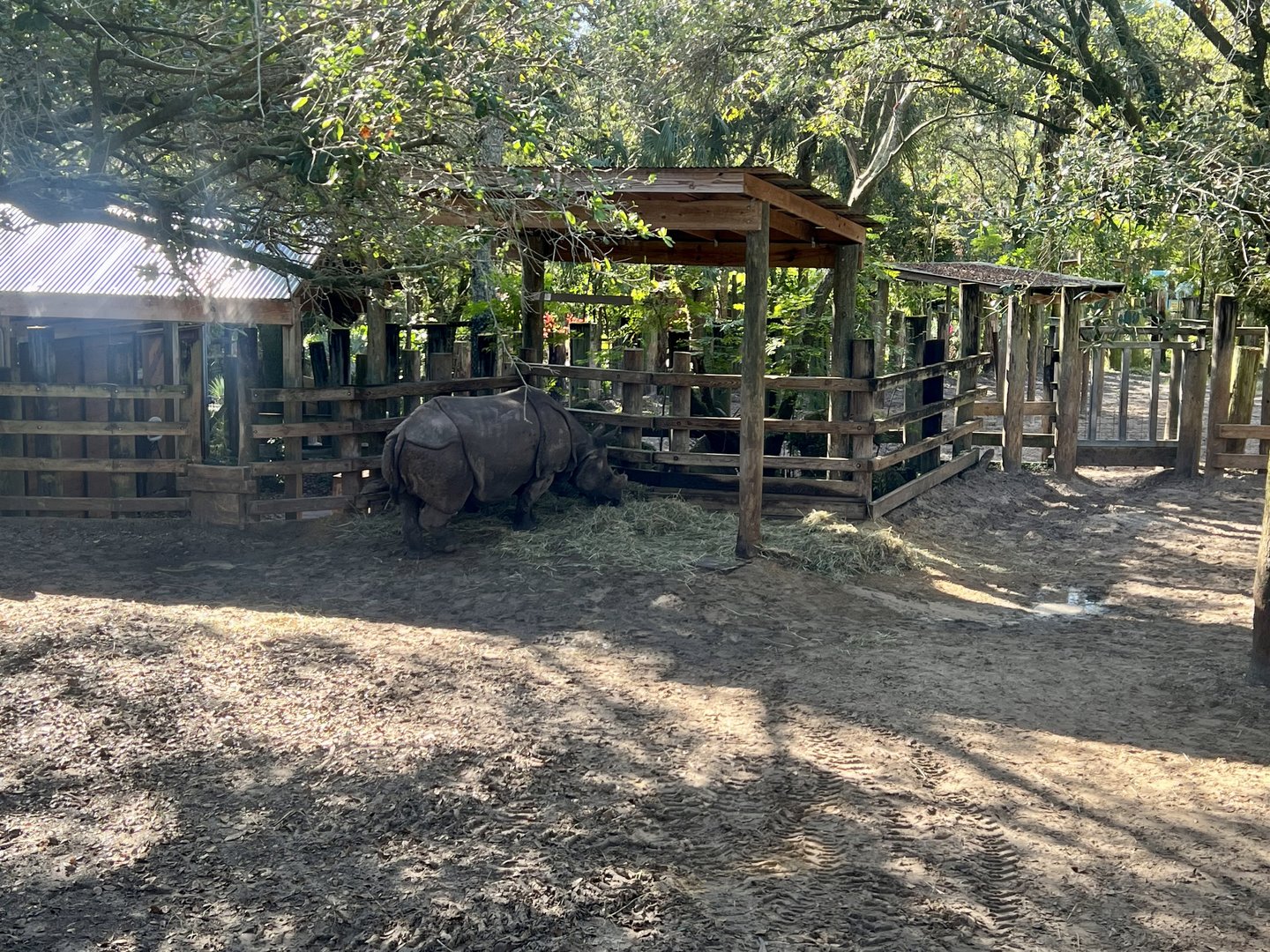 Greater One-horned Rhinoceros Exhibit
