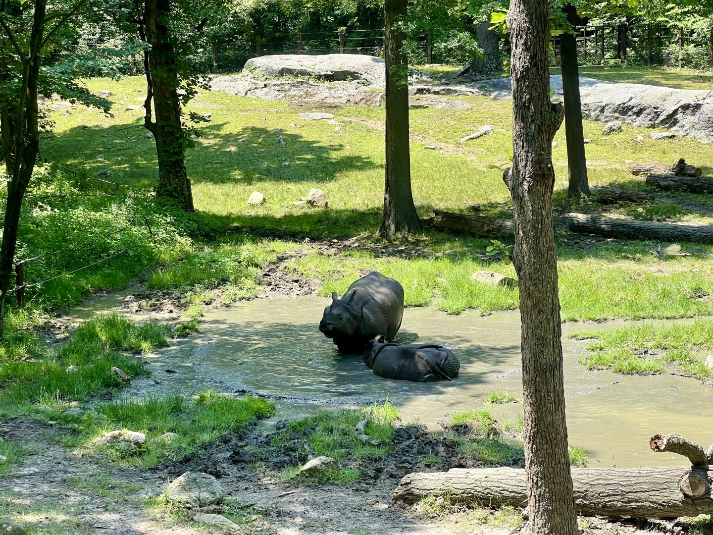 Greater One-horned Rhinoceros Exhibit