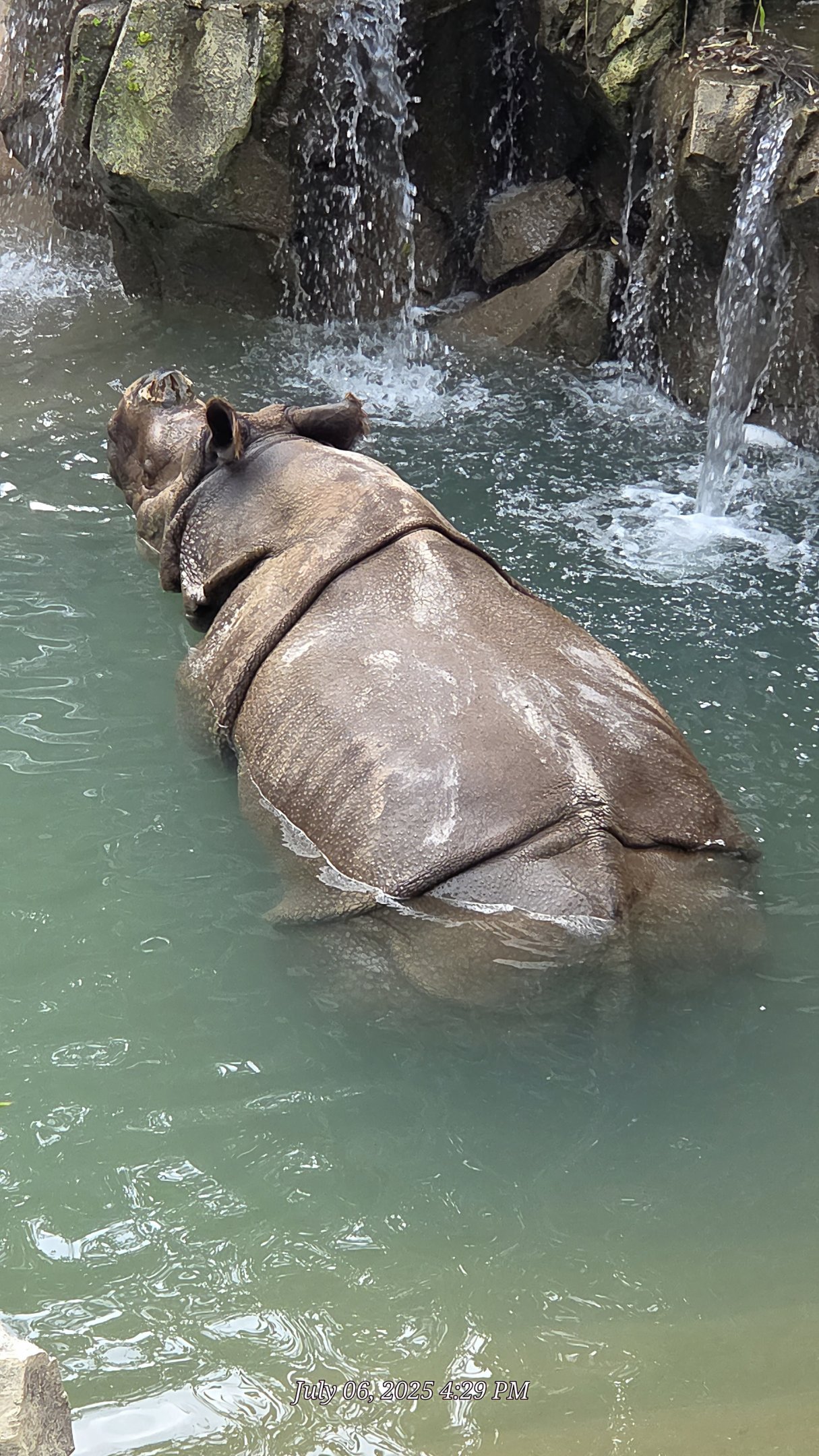 Greater One-Horned Rhinoceros - Fort Worth Zoo