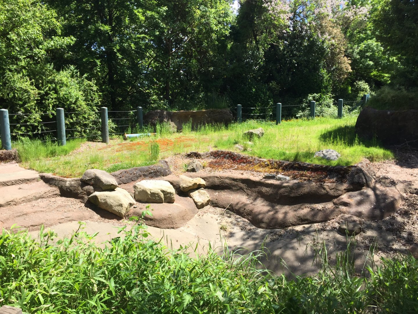 Greater One Horned Rhinoceros Pool