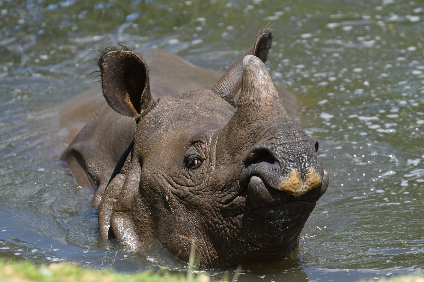 Greater one-horned rhinoceros (Rhinocero unicornis)
