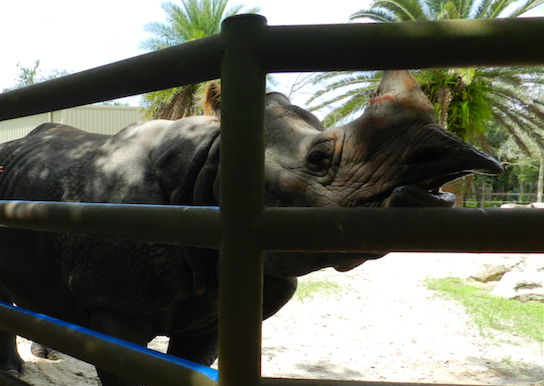Greater One-Horned Rhinoceros (Rhinoceros unicornis) at Central Florida Zoo and Botanical Gardens