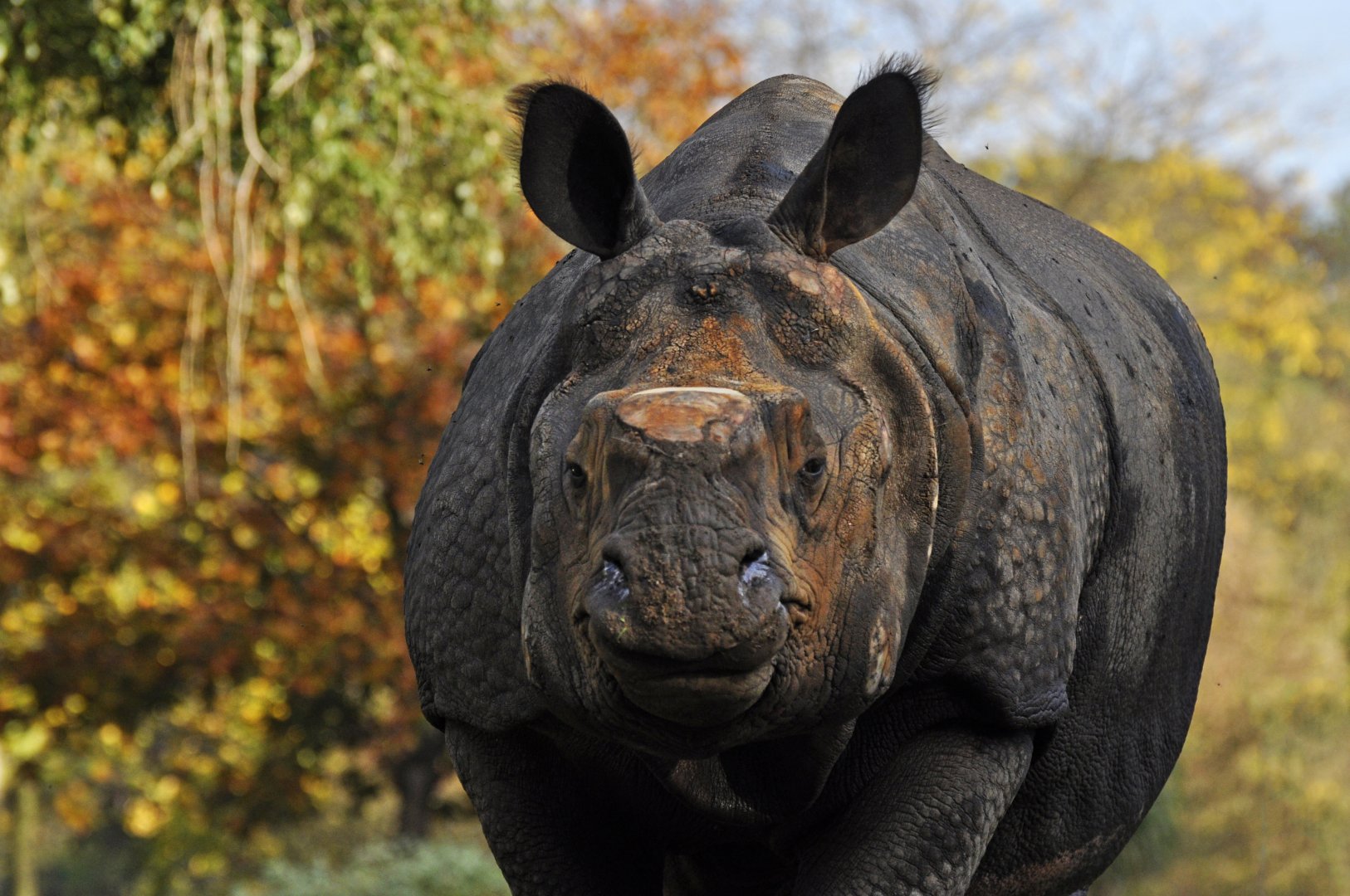 Greater one -horned rhinoceros (Rhinoceros unicornis)